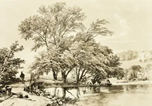 James Duffield Harding Artist Prints: Common Willow, from The Park and the Forest, 1841. Creator: James Duffield Harding