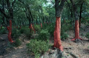 Cork Oak Trees Print near Ain Draham, Tunisia
