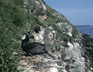 Cliff Dwelling Birds Prints: Cormorant