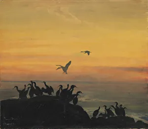 Cormorants In Nature Prints: Cormorants by sunset