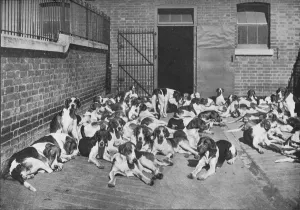Black And White Dog Photography Prints: The Cottesmore Pack, c1902, (1903). Artist: Elliott & Fry
