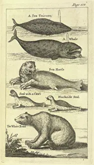 Aquatic Life Art Prints: Several creatures, 1748. Creator: Unknown