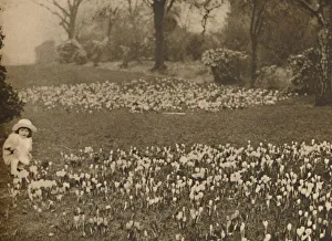 Wonderful London Publication Images Prints: The Crocus Carpet of Spring, c1935. Creator: Unknown