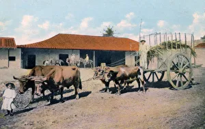 A Cuban ox team, early 20th century.Artist: Harris Bros & Co A Cuban ox team, early 20th century.Artist: Harris Bros & Co