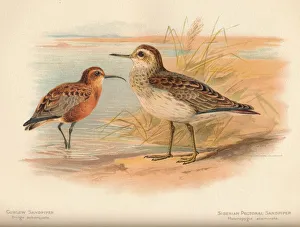 Curlew Sandpiper (Tringa subarquata), Siberian Pectoral Sandpiper (Heteropygia acuminata) Curlew Sandpiper (Tringa subarquata), Siberian Pectoral Sandpiper (Heteropygia acuminata)