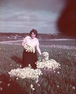 Isles Of Scilly Prints: Daffodils, Isles of Scilly, c1955. Creator: Arthur Charles Kirby Ware