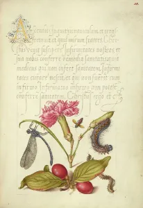 A print of a Damselfly perched on a Carnation, with a Firebug crawling nearby