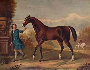 The Darley Arabian, c1720, (1922) The Darley Arabian, c1720, (1922)