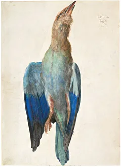 Dead Blue Roller, 1500 (or 1512). Artist: Durer, Albrecht (1471-1528) Dead Blue Roller, 1500 (or 1512). Artist: Durer, Albrecht (1471-1528)