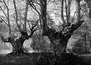 British Woodland Scenery Prints: Dedication of Burnham Beeches to the public: spring-time at Burnham Beeches