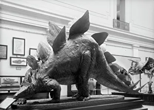 Natural History Museum Exhibits Prints: Dinosaur - Mounted Specimen in Smithsonian