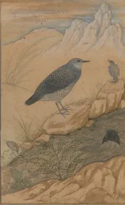 Diving Dipper and Other Birds, Folio from the Shah Jahan Album, recto: ca. 1610-15 Diving Dipper and Other Birds, Folio from the Shah Jahan Album, recto: ca. 1610-15