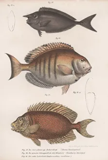Doctorfish tang, Common snapper, Short-snouted unicornfish Doctorfish tang, Common snapper, Short-snouted unicornfish