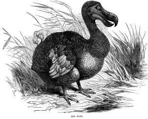 Mauritius Wildlife Prints: Dodo, 1884