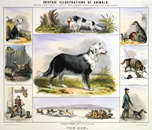 The Dog, c1850. Artist: Benjamin Waterhouse Hawkins The Dog, c1850. Artist: Benjamin Waterhouse Hawkins