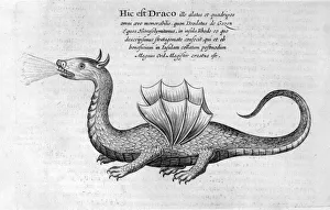 Mythical Beast Prints: A woodcut print of a dragon from 1678