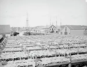 Black And White Coastal Images Prints: Drying fish, Gloucester, Mass. c1906. Creator: Unknown