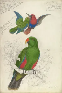 Nineteenth Century Watercolour Art Prints: Eclectus Roratus Polychloros, ca. 1830-32. Creator: Edward Lear