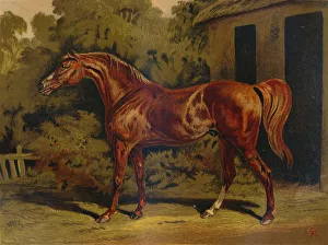 Antique Equestrian Art Prints: Eclipse, c1879. Creator: Unknown