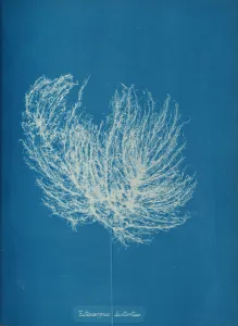 Anna Atkins Cyanotype Prints: Ectocarpus distantus, ca. 1853. Creator: Anna Atkins