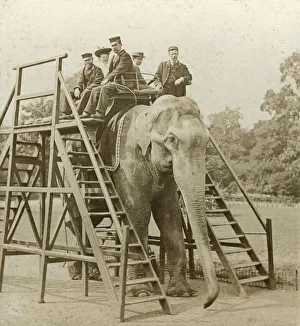 Antique Print Collector Items Prints: Elephant ride