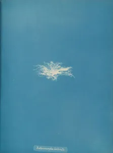 Anna Atkins Cyanotype Prints: Enteromorpha clathrata, ca. 1853. Creator: Anna Atkins