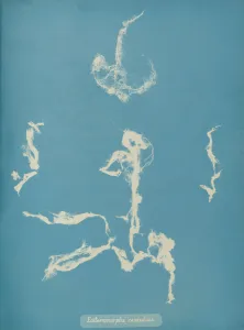 Anna Atkins Cyanotype Prints: Enteromorpha ramulosa, ca. 1853. Creator: Anna Atkins