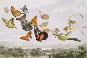 In Fairyland: A Series of Pictures from the Elf-World, 1870 Print