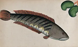 Aquatic Life Art Prints: Fish. Creator: Unknown