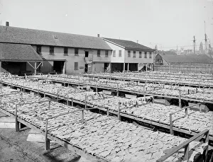 Fish Flakes, Gloucester, Mass. Print c1905