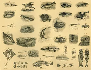 Black And White Prints: Fishes, c1910. Creator: Unknown