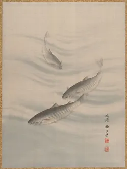 Fishes Swimming, ca. 1890-92. Creator: Seki Shuko Fishes Swimming, ca. 1890-92. Creator: Seki Shuko