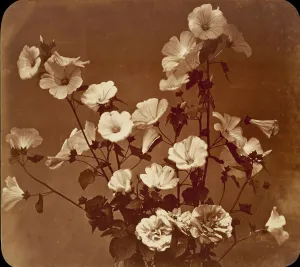 French Heritage Photography Prints: [Flower Study, Rose of Sharon], ca. 1854. Creator: Adolphe Braun