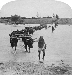 South African War History Prints: Fording the Modder River, Boer War