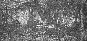 Java Forest Print, 1875