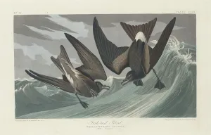 Fork-tailed Petrel, 1835. Creator: Robert Havell Fork-tailed Petrel, 1835. Creator: Robert Havell