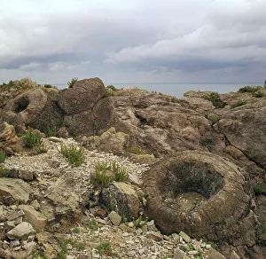 Fossil Forest Print of Lulworth Dorset