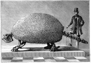 Fossil of a giant armadillo from South America, c1890 Fossil of a giant armadillo from South America, c1890
