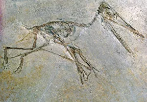 British Museum Artefact Prints: Fossil skeleton of a Pteradactyl