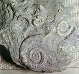 Jurassic Fossils Print