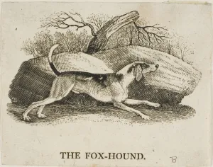 Black And White Animal Portraits Prints: Fox Hound, n. d. Creator: Thomas Bewick