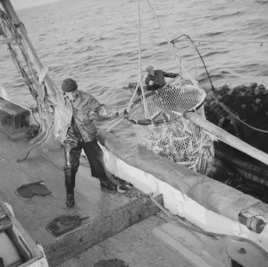 Franasco Parisi, youngest member of the Alden's crew, motioning for the skipper to hoist.. 1943 Franasco Parisi, youngest member of the Alden's crew, motioning for the skipper to hoist.. 1943