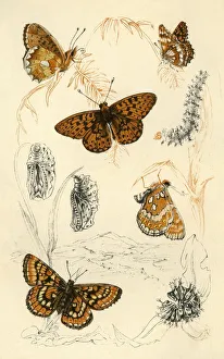 Fritillary butterflies, 19th century. Creator: Unknown Fritillary butterflies, 19th century. Creator: Unknown