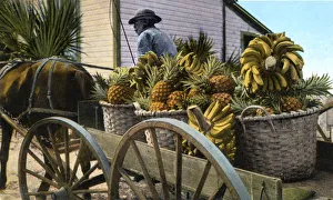 A fruit trader, Taboga Island, Panama, early 20th century A fruit trader, Taboga Island, Panama, early 20th century