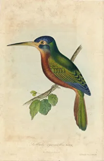 Galbula cyanicollis. Cassin, 1850s. Creators: John T. Bowen, William E. Hitchcock Galbula cyanicollis. Cassin, 1850s. Creators: John T. Bowen, William E. Hitchcock