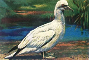 Cigarette Card Album Prints: Gannet, c1928. Creator: Unknown