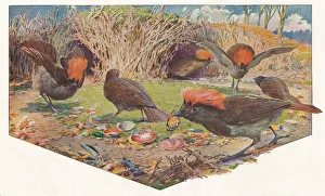 Gardener Bower Birds, 1911, (1911). Artist: Louis Fairfax Muckley Gardener Bower Birds, 1911, (1911). Artist: Louis Fairfax Muckley