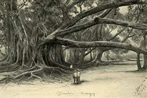 Giant Trees in Buitenzorg, Java Print, 1898