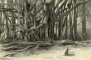 Christian Wilhelm Allers Art Prints: Giant trees in Buitenzorg, Java, 1898. Creator: Christian Wilhelm Allers