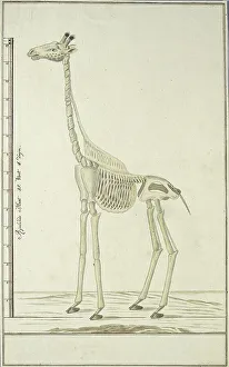 Robert Jacob Gordon Artwork Prints: Giraffa camelopardalis (Giraffe), skeleton, 1779. Creator: Robert Jacob Gordon